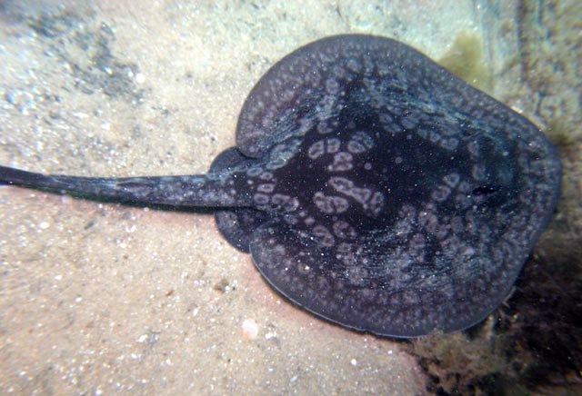 Urolophus gigas